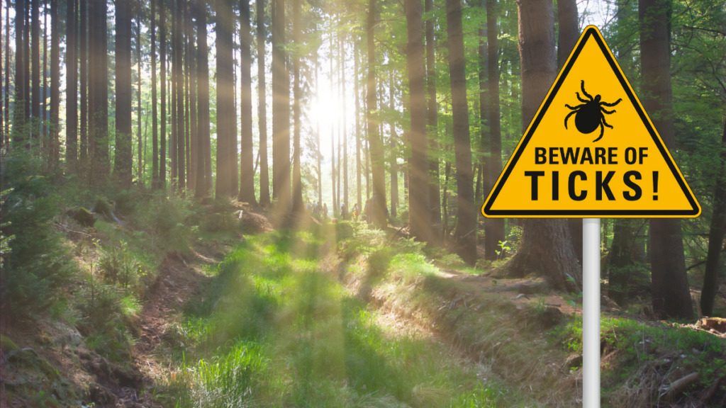 The right way to Preserve Ticks Off Canines & Out of Your RV