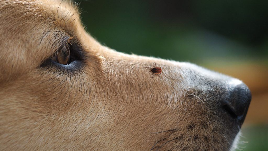 The right way to Preserve Ticks Off Canines & Out of Your RV
